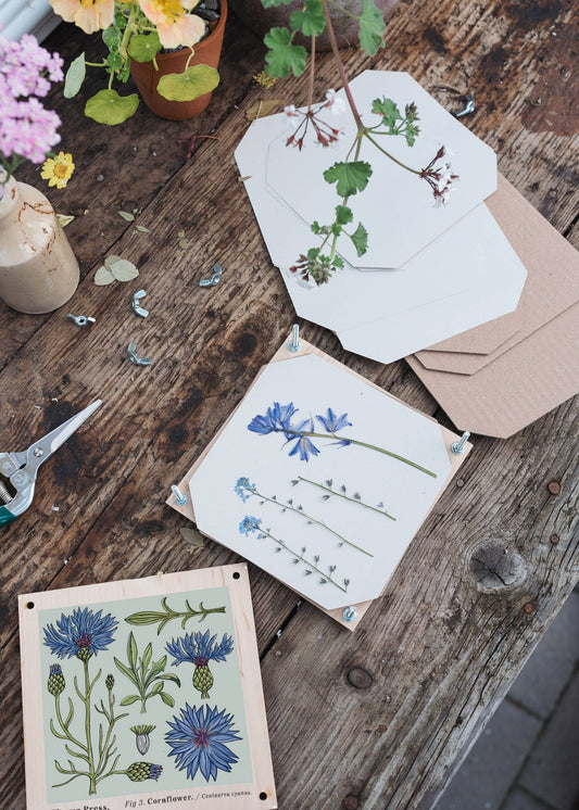 SECONDS Flower Press - Vintage Cornflower