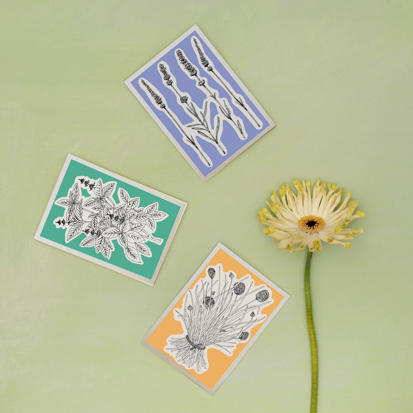 All Occasions Greetings Card - Herbs Line 6