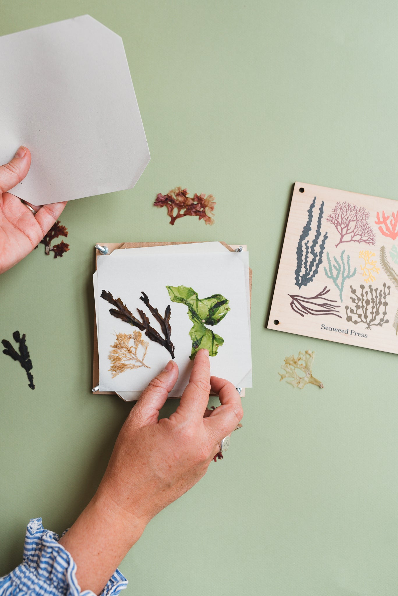 Seaweed Press