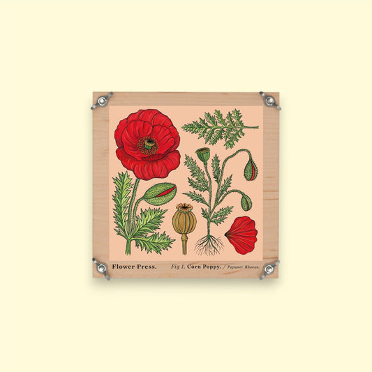 SECONDS Flower Press - Vintage Corn Poppy