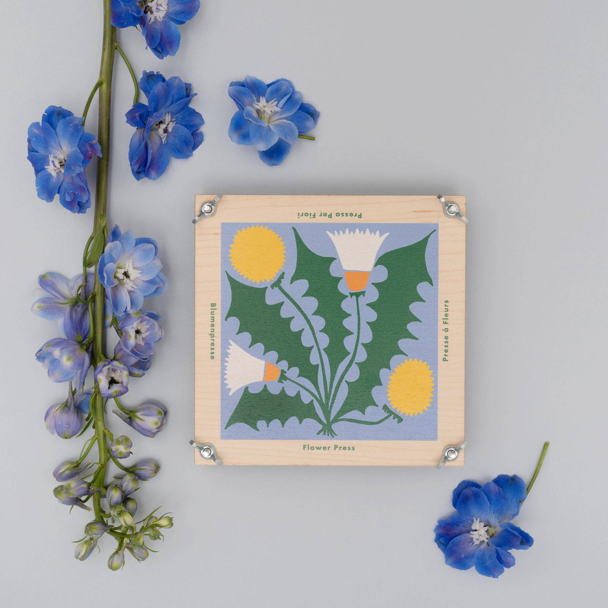 SECONDS Flower Press - Dandelion