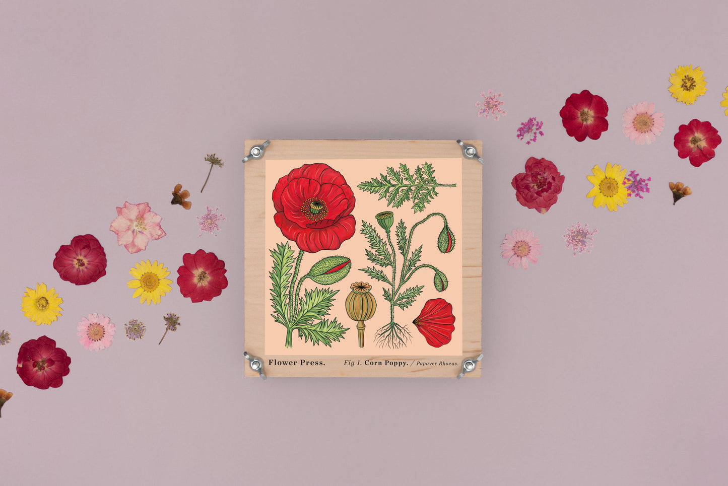 PREORDER - Flower Press - Corn Poppy