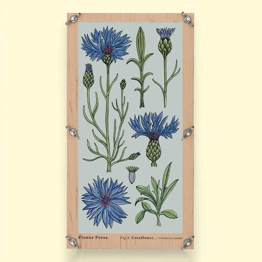 SECONDS Large Flower Press - Vintage Cornflower