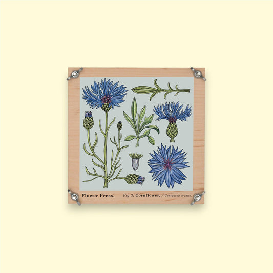 SECONDS Flower Press - Vintage Cornflower