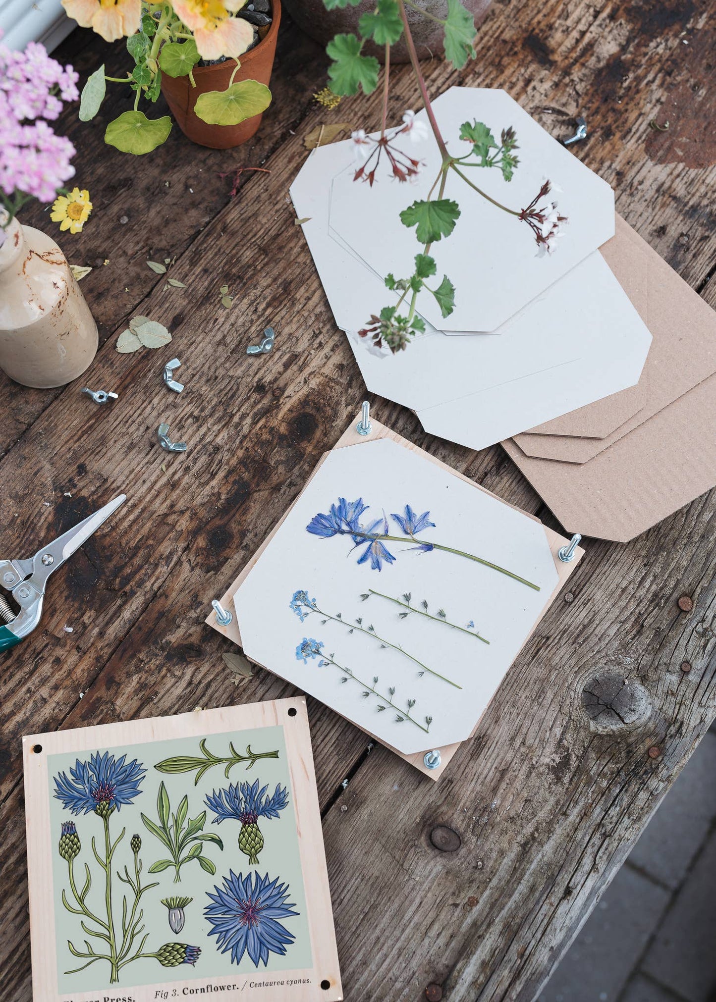 PREORDER - Flower Press - Cornflower