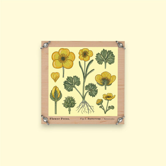 SECONDS Flower Press - Vintage Buttercup