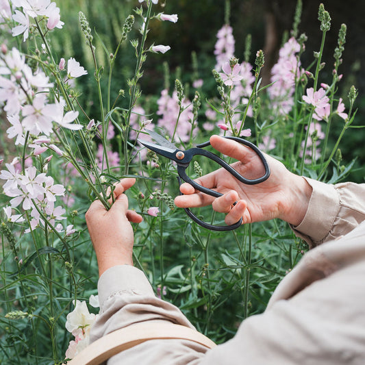 Person cutting flowers with scissors in a garden setting