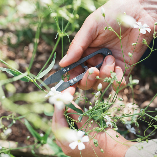 Flower Snips