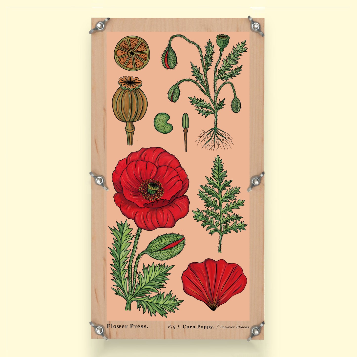 Large Flower Press - Vintage Poppy