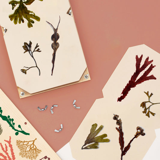Large Seaweed Press Refill Sets