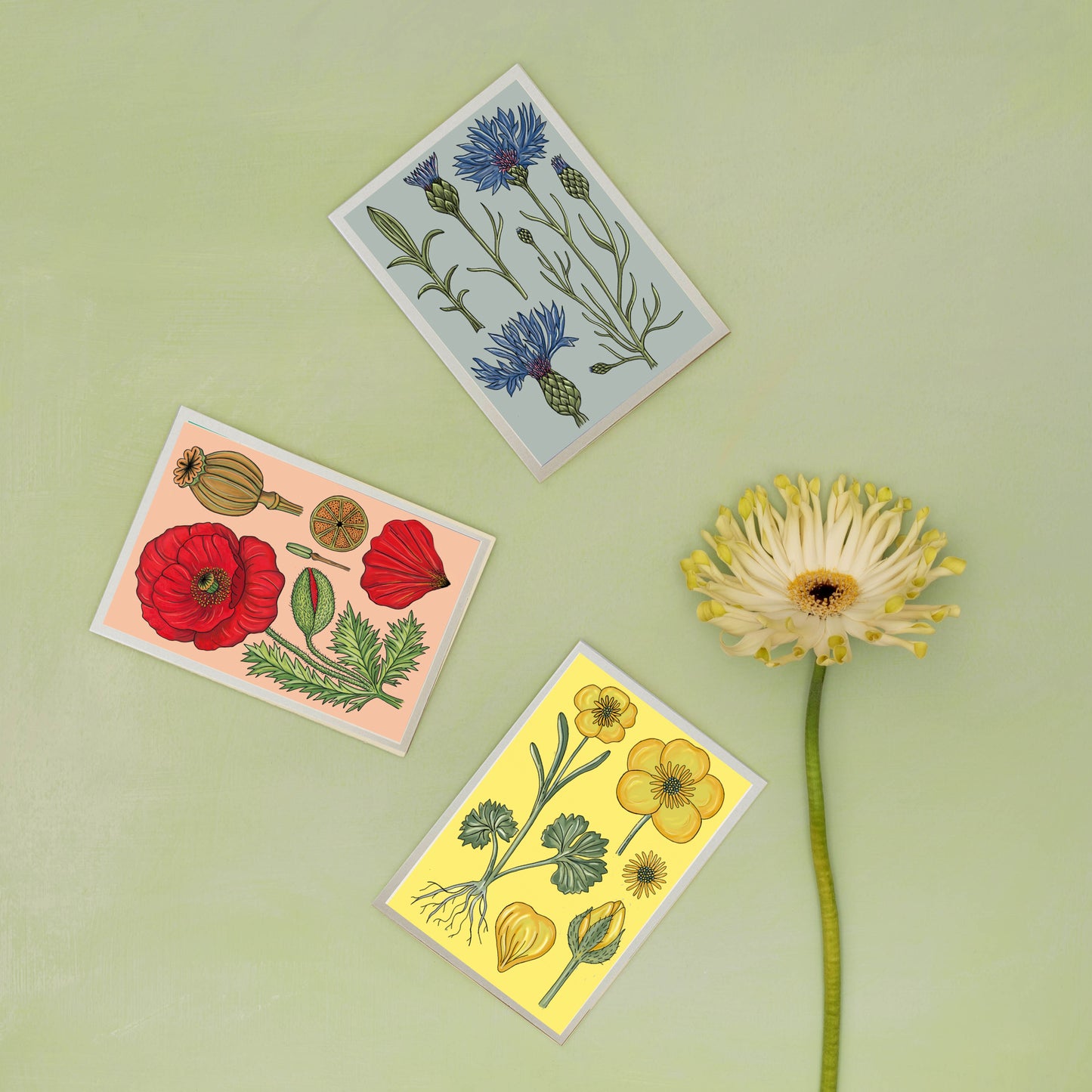 All Occasions A6 Card - Vintage Poppy