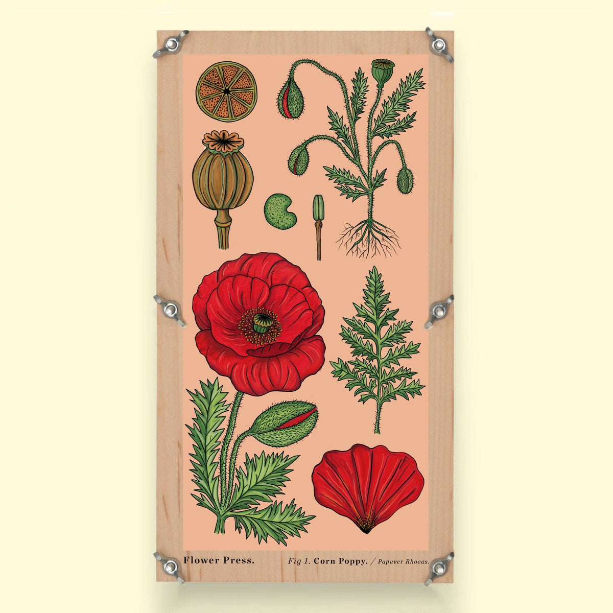 SECONDS Large Flower Press - Vintage Poppy