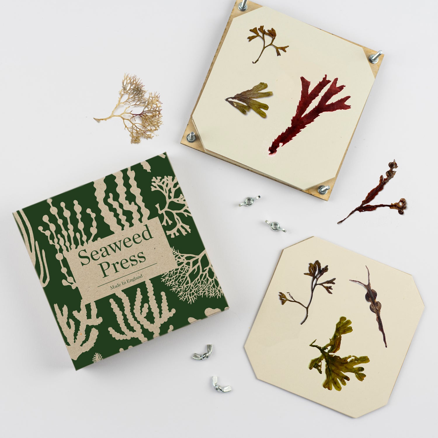 Large Seaweed Pressing Kit by Studio Wald