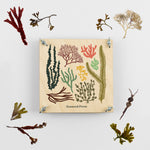 Load image into Gallery viewer, Large Seaweed Pressing Kit by Studio Wald
